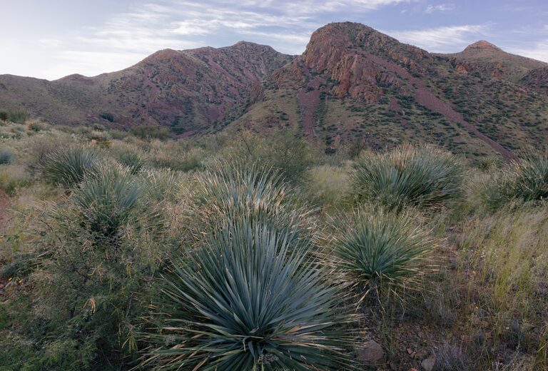 Chihuahuan Desert Nature Hike